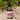 Ayurveda Revive Serum